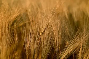 Profesjonalny wózek paszowy